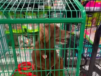 “No es pet friendly”: medida para llevar perros al supermercado genera polémica