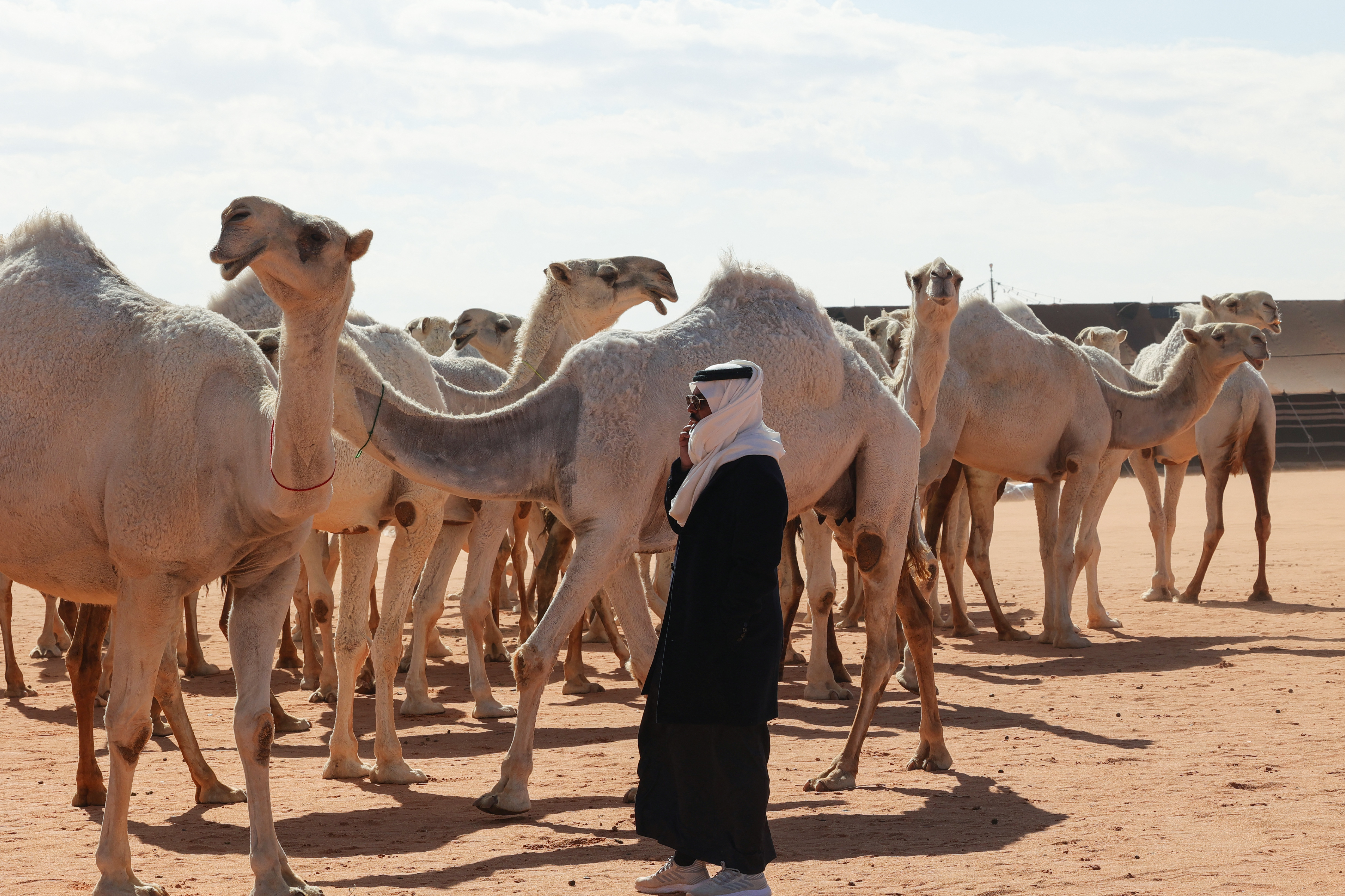 Saudi herder Mansour al-Qatula is pictured next to his animals during the annual King Abdulaziz Camel Festival in Rumah desert, northeast of the Saudi capital Riyadh, on January 10, 2023. - Qatula uses a mode of communication with camels, known as Alheda'a which was recently inscribed on UNESCO's list of intangible cultural heritage, highlighting the deep traditional connection between camels and inhabitants of the Arabian Peninsula. (Photo by Fayez Nureldine / AFP)