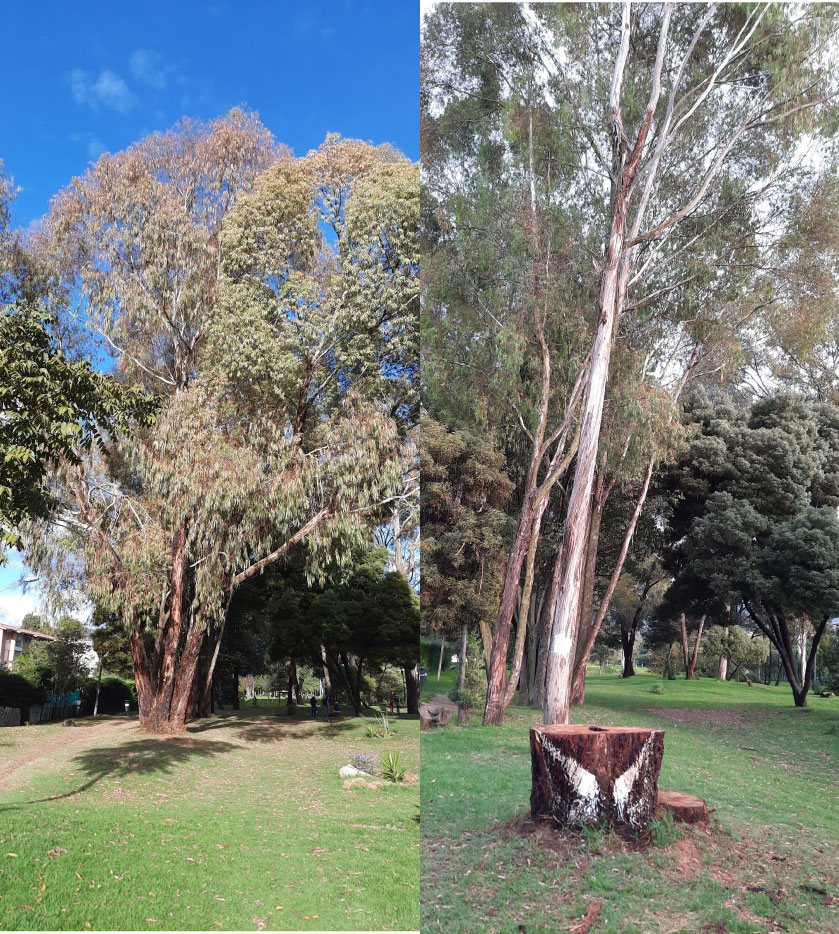El caso de un eucalipto en Bogotá: cuando talan un árbol y talan parte de tu vida