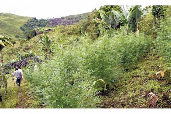 Fuerte aumento de cultivos de coca y producción de cocaína en Colombia
