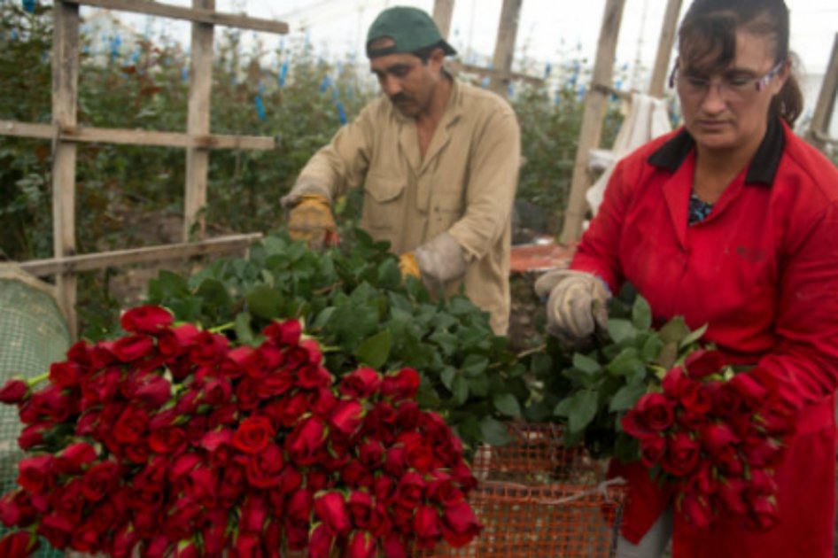 Flores de Colombia, a la conquista del mercado de China