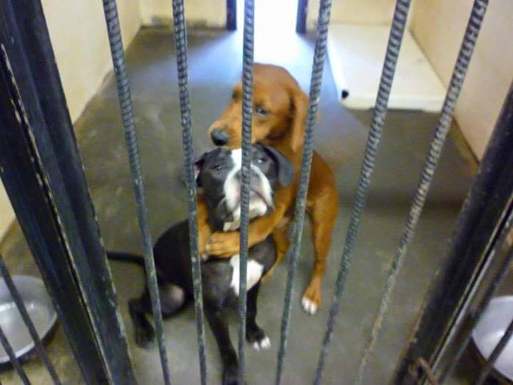 “Seremos los próximos”: perros se salvaron de ser sacrificados gracias a una foto