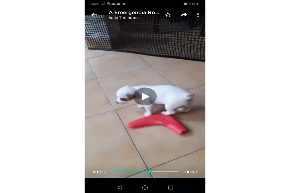 Fotograma de vídeo con la cachorrita que heredamos