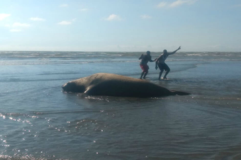 Observan a una familia de elefantes marinos en una playa del Valle del Cauca