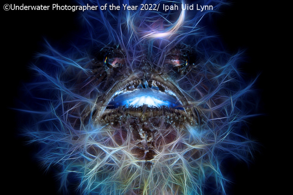 Siempre me ha gustado el Frogfish peludo, pero esta era la primera vez que veía uno extremadamente peludo, dijo Ipah Uid Lynn, quien tituló su foto "Halloween". Si bien la foto de Lynn no ganó ninguna categoría, fue destacada por los organizadores del concurso.