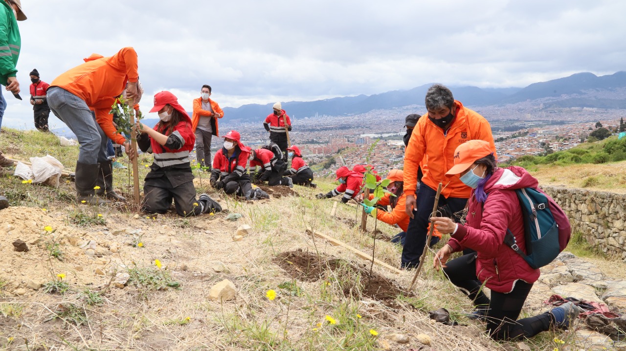 Secretaría de Ambiente plantó 150 árboles en Ciudad Bolívar, sur de Bogotá