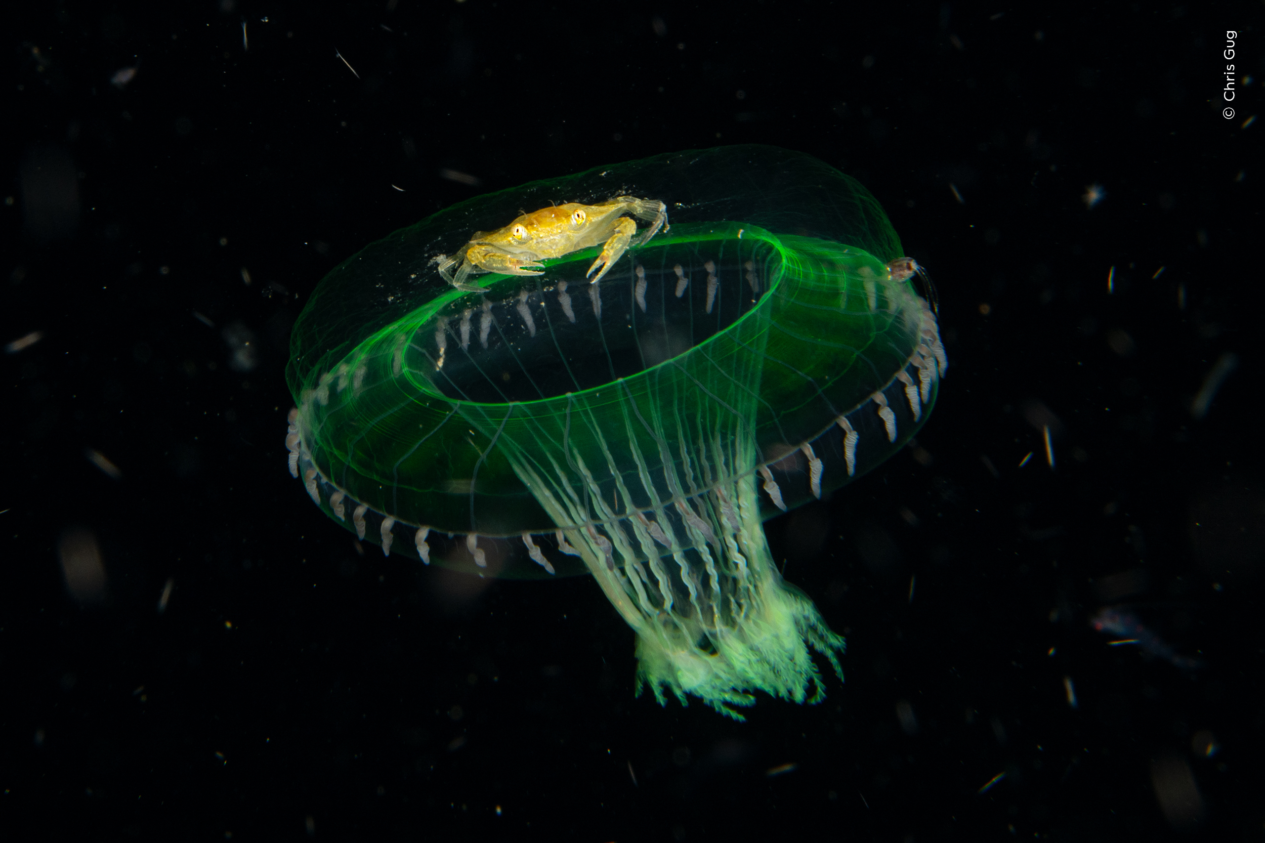 Contra la oscuridad del mar nocturno, un cangrejo nadador joven se sube a una medusa. Chris vio esta escena mientras buceaba de noche en el estrecho de Lembeh, Sulawesi del Norte, Indonesia.