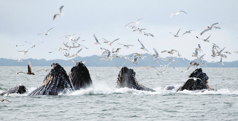 Así hemos afectado la migración de las ballenas