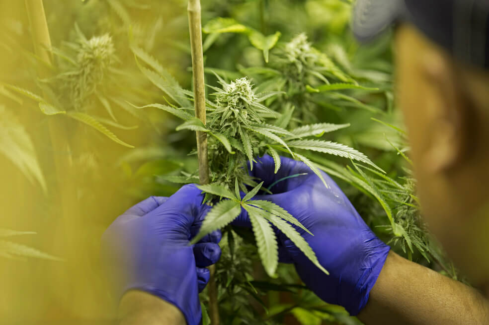 Aprobado en primer debate nuevo intento de regulación del consumo de cannabis