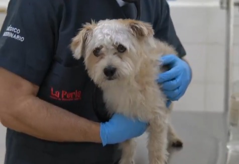 La emotiva historia de Zeus, el perrito rescatado tras las lluvias en Medellín