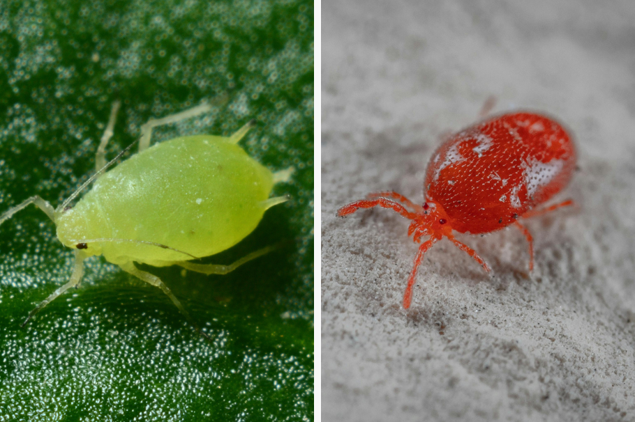Araña roja en plantas: cómo identificarla, tratarla y cuidados que debe tener