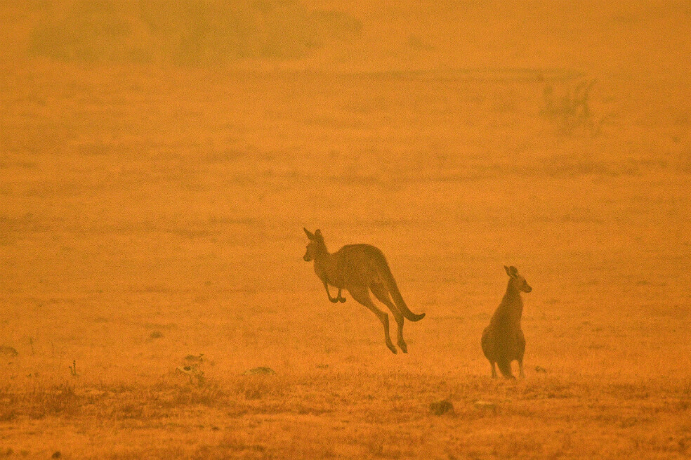 Las llamas arrasan un refugio de canguros en Australia