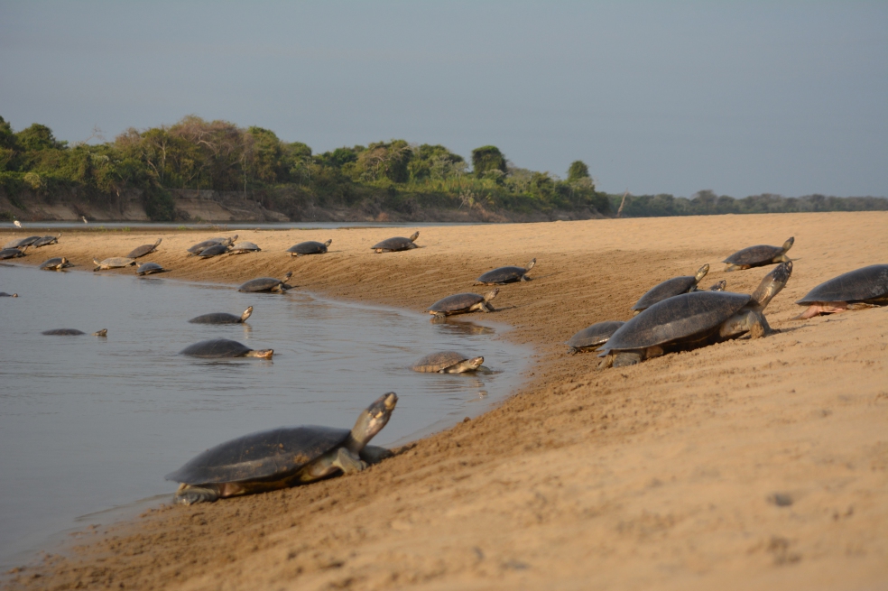 El Salvador busca explicación a la muerte de centenar de tortugas
