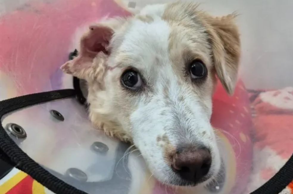 Perlita, la perrita quemada bajo un carro, sigue en recuperación y necesita ayuda