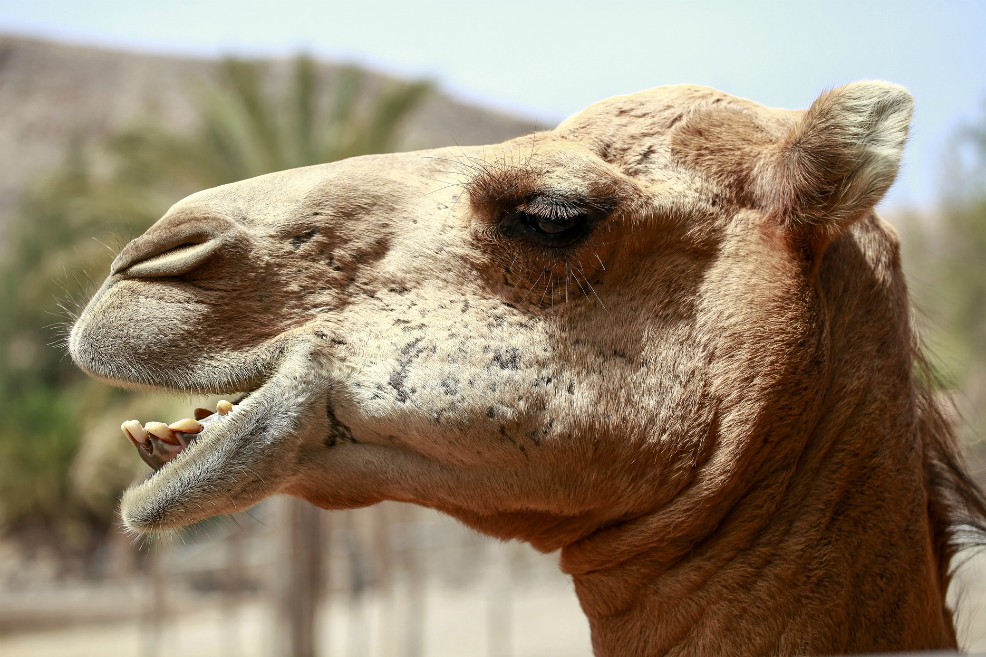 Cosas que nunca nos cuentan de los camellos y sus parientes