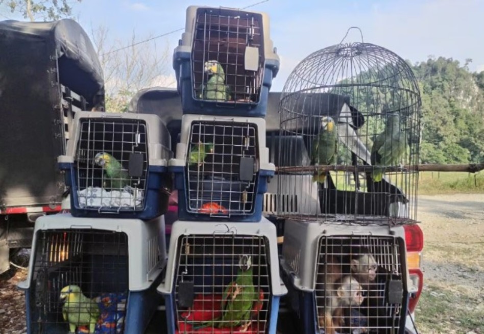 Autoridades rescatan animales silvestres víctimas del tráfico ilegal en Antioquia