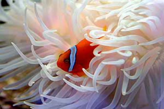 Matando a Nemo: peces tropicales amenazados por el cianuro