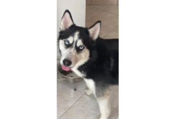 Yaira Husky