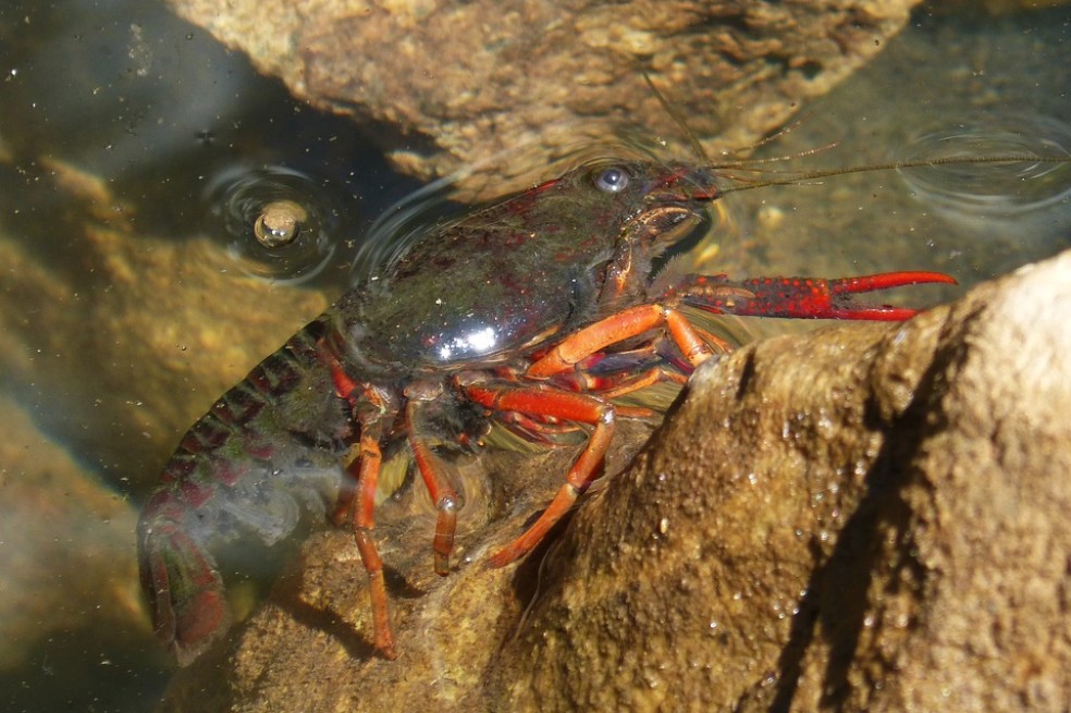Reducir a la mitad la tasa de especies invasoras, una nueva meta de biodiversidad