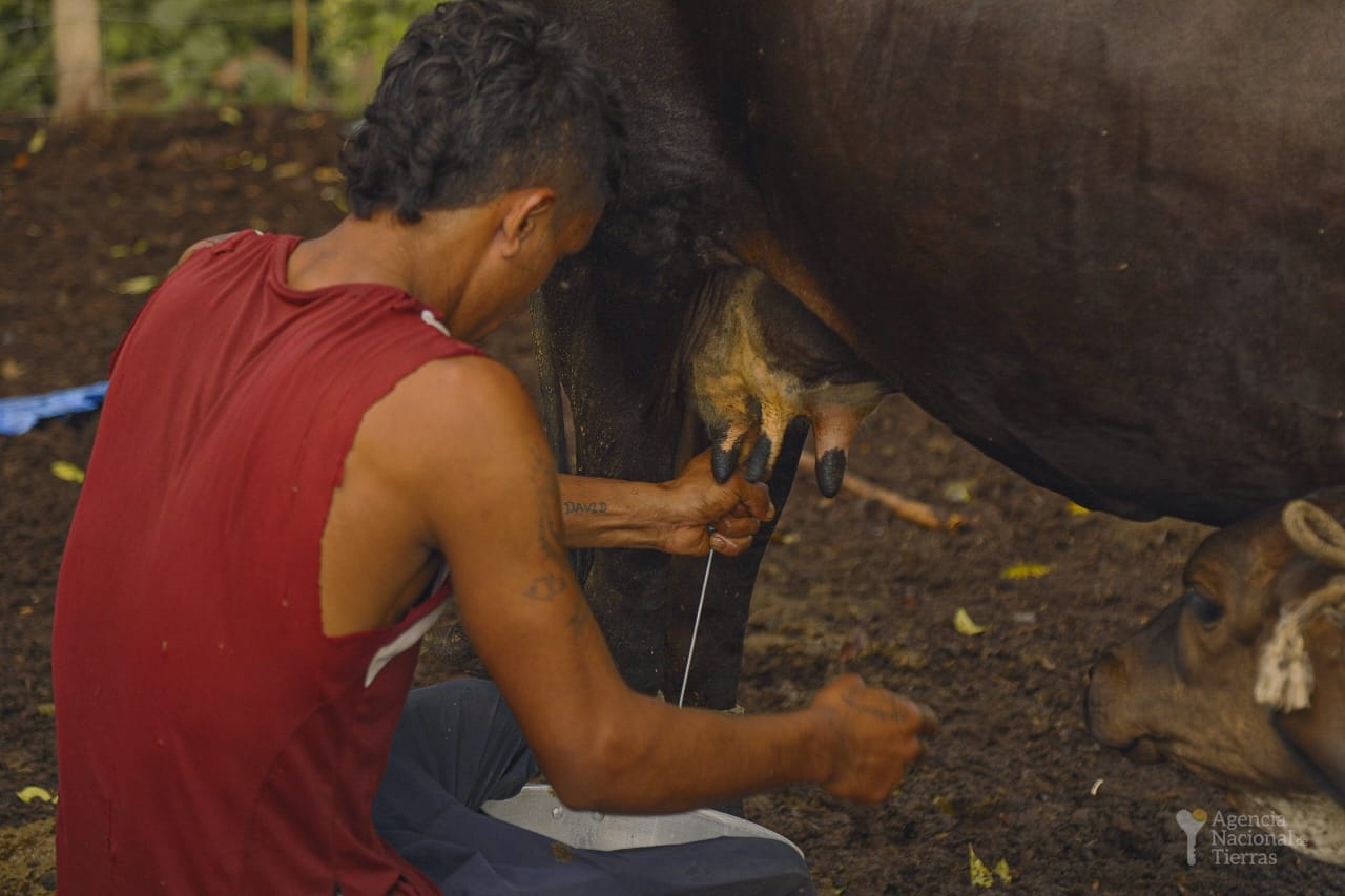 Colombia tiene que producir más leche: el plan para lograrlo