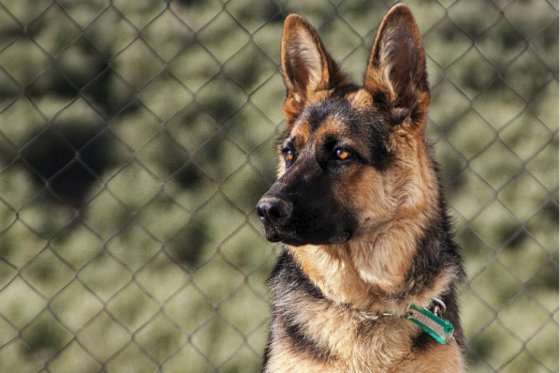 En Bogotá opera el primer escuadrón canino contra el tráfico de animales silvestres
