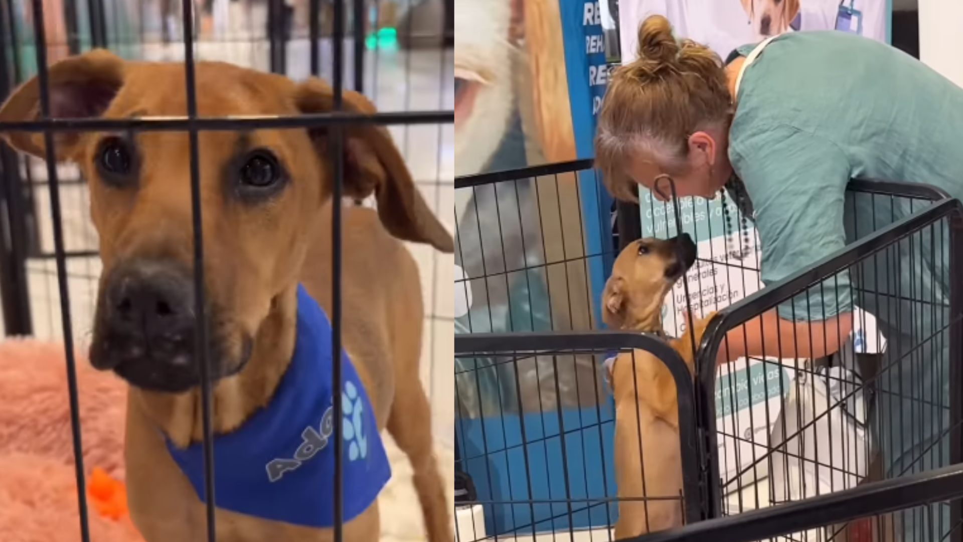 Los adoptaron a todos menos a él: la historia de Torito, el perro por el que nadie preguntó