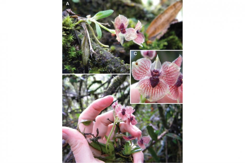 “Telipogon diabolicus”, la nueva orquídea colombiana con aspecto de demonio