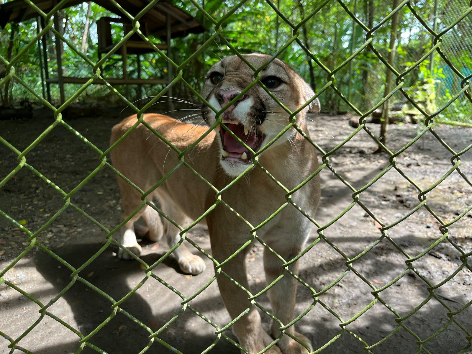 Procuraduría pide ayuda a la Fuerza Aérea para reubicar tres felinos amenazados