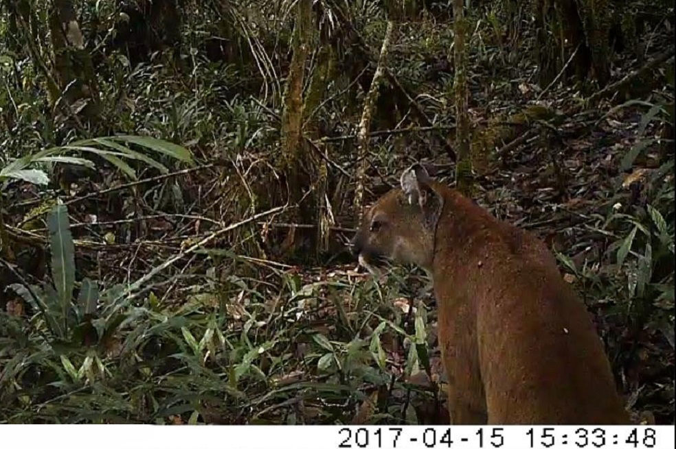 Tecnología permite registrar por primera vez a felinos en un parque de Huila