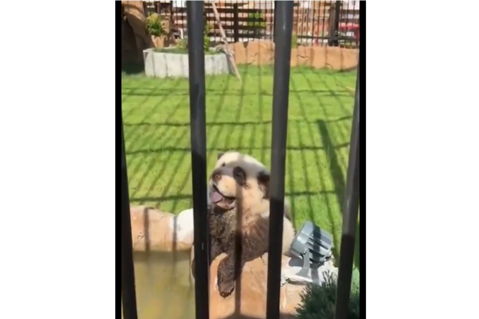 Vuelve y juega: otro zoológico en China hace pasar a perros por osos panda