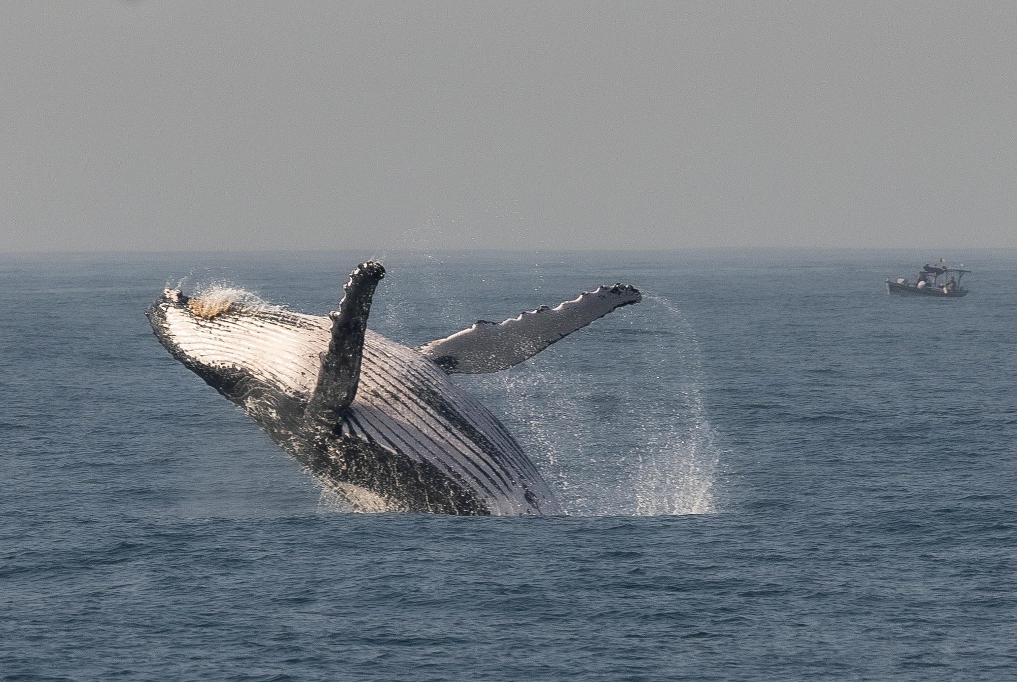 Canto de ballenas jorobadas y el lenguaje humano serían parecidos, ¿por qué?