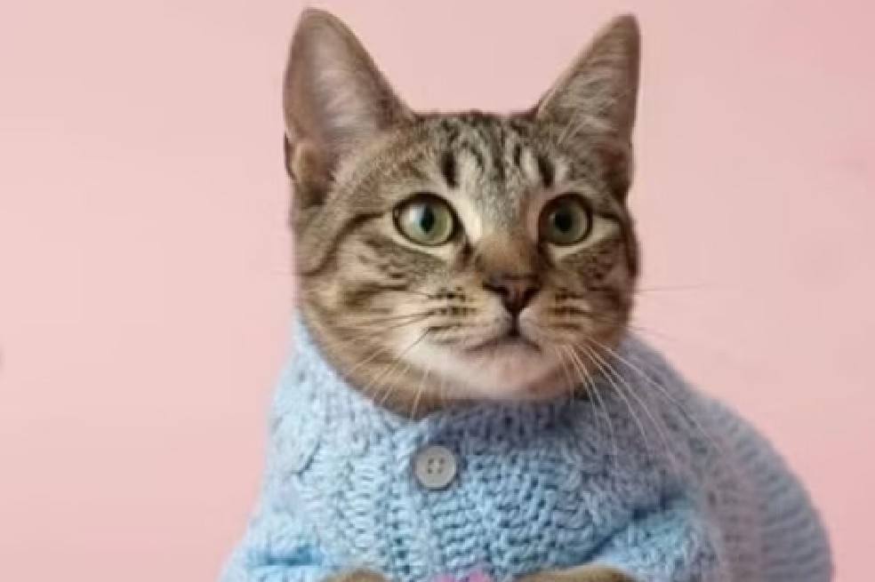 Quiquito, el gato al que niños de un jardín le arrancaban el pelo, busca un hogar seguro