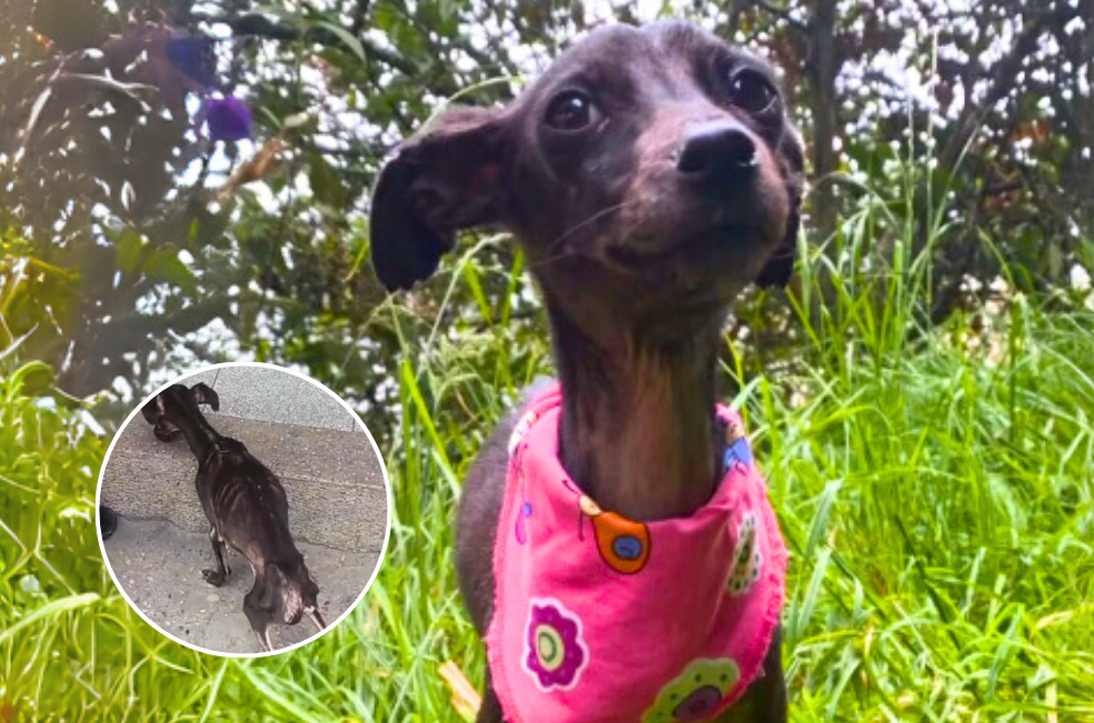 Angelita pesaba solo dos kilos cuando fue rescatada en Ciudad Bolívar: busca apoyo