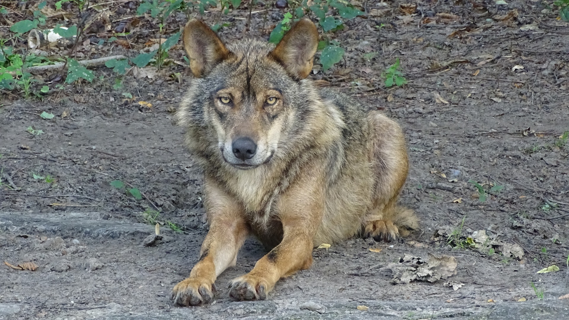 ¿Cuáles son las diferencias entre perros y lobos?
