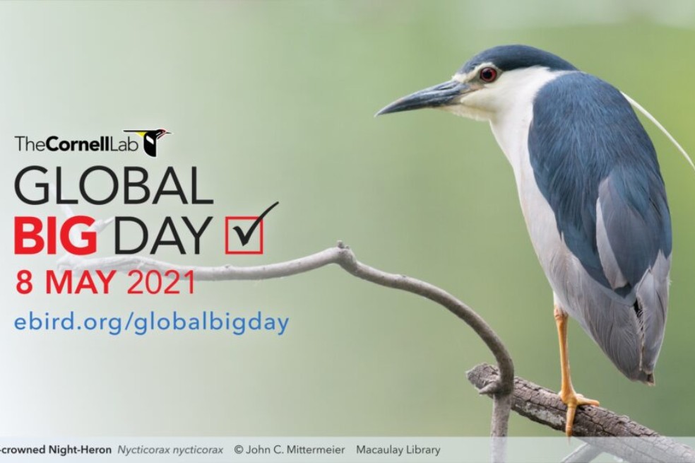 Algunos pajareros no participarán en el Global Big Day como apoyo a la protesta