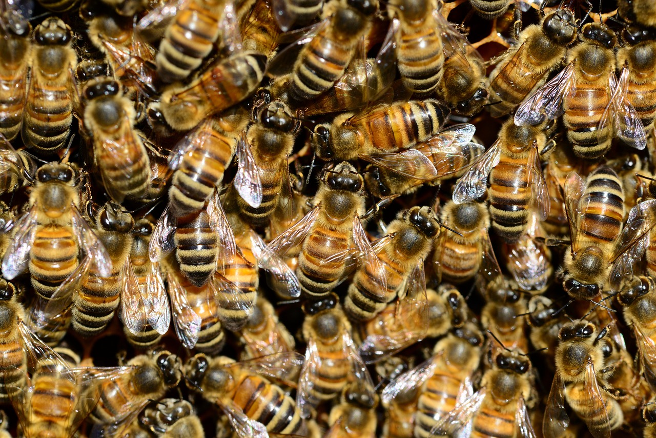 El significado de las abejas en casa: lo que debes hacer cuando te las encuentres