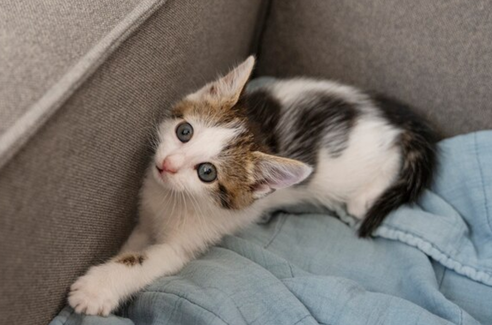 ¿Cuáles son los beneficios de tener un gato en casa?