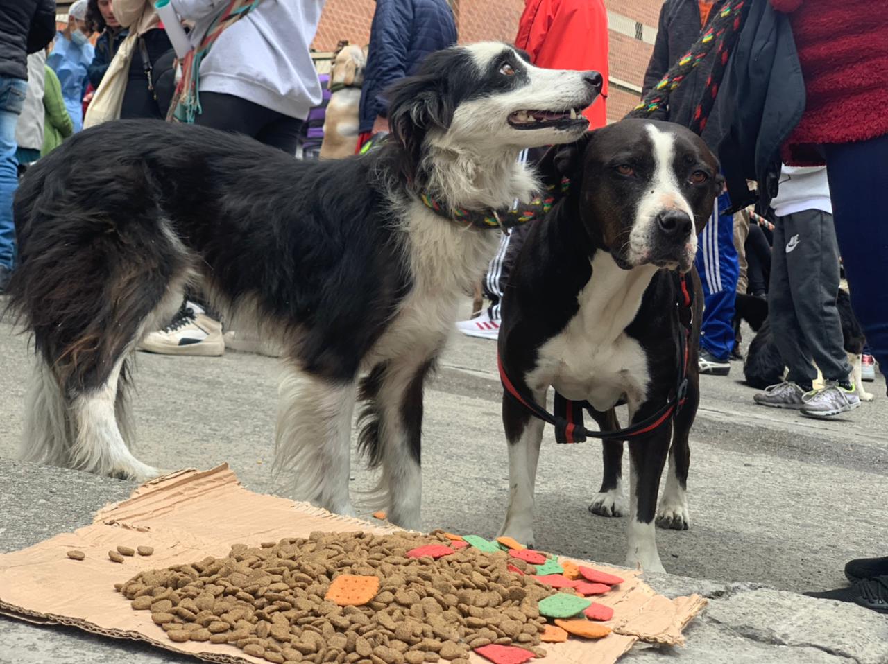 Las mascotas recibieron una vacuna antirrábica y otra llamada ‘pentavalente’, lo que significa que no solo combate el moquillo, sino también la parvovirus, hepatitis, parainfluenza y tos de las perreras.