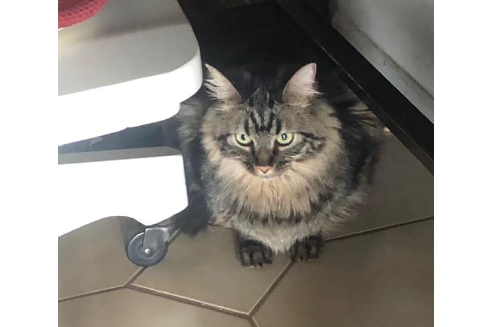 El gato que evitó la muerte colándose en un crucero: esta es su historia