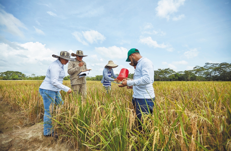 Gobierno anuncia ayudas en almacenamiento y secamiento para el sector arrocero