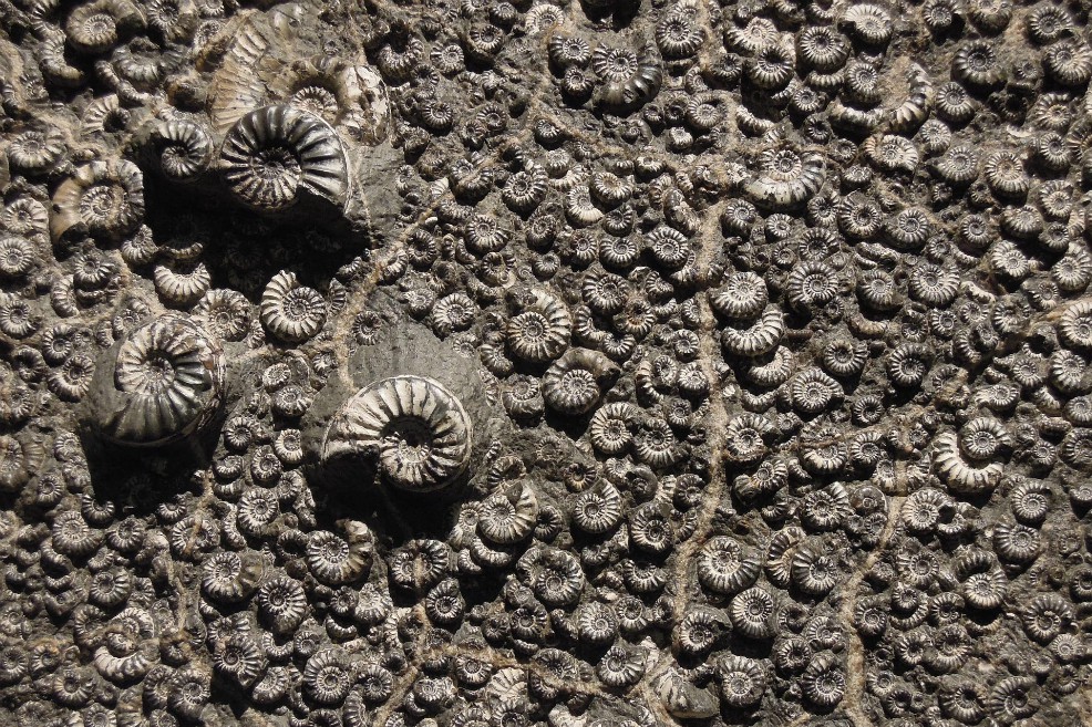 La quema de carbón pudo haber causado la más grande extinción masiva