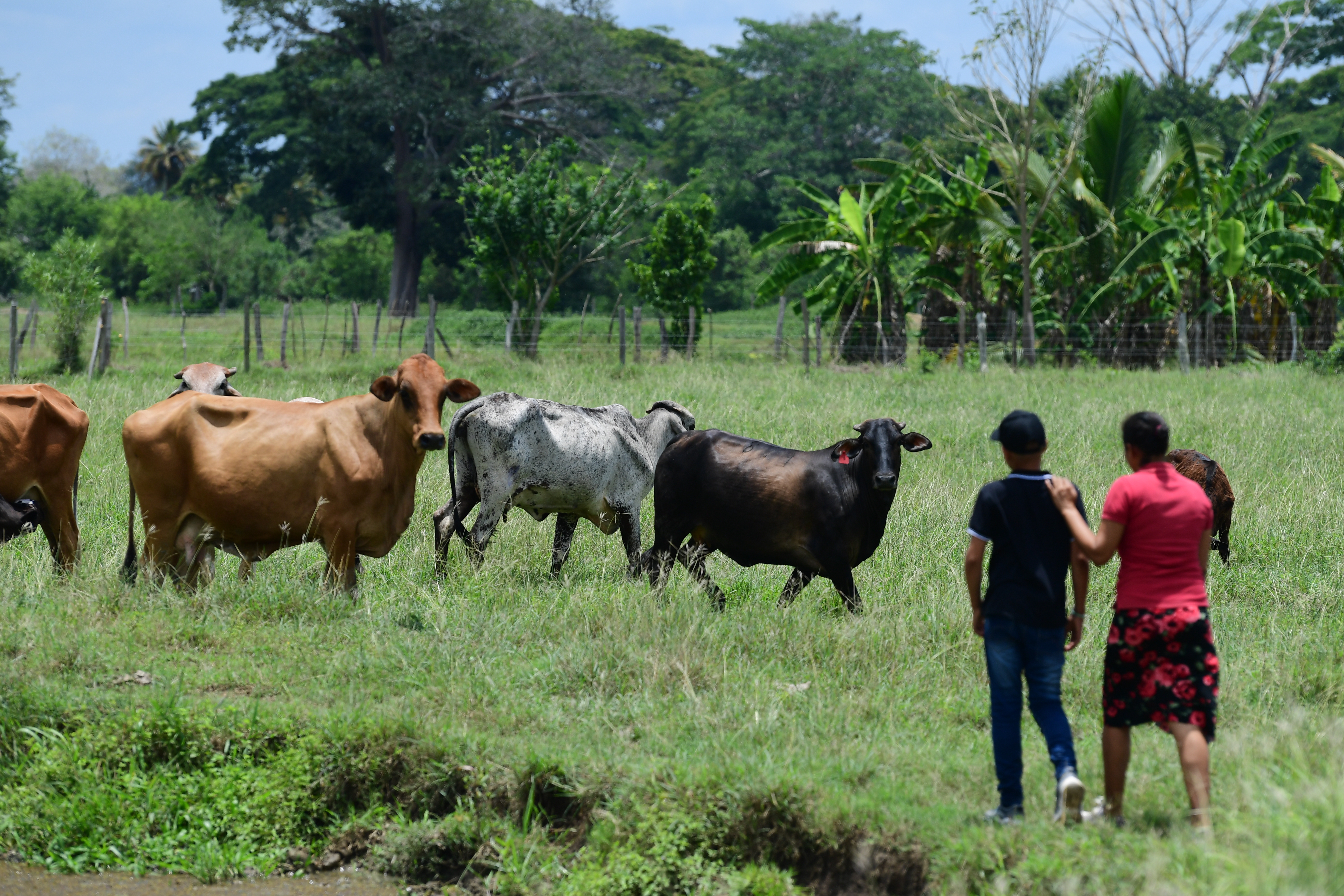 ¿Cómo cambiará la restitución de tierras para el campesinado?