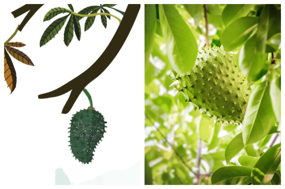 Diferencias entre el anón, la chirimoya y la guanábana: ¿cuál escoger?