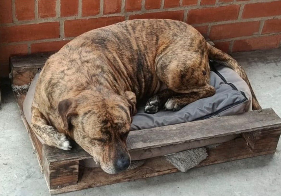 Pitbull murió tras ser atacado con arma blanca en Tocancipá: piden justicia