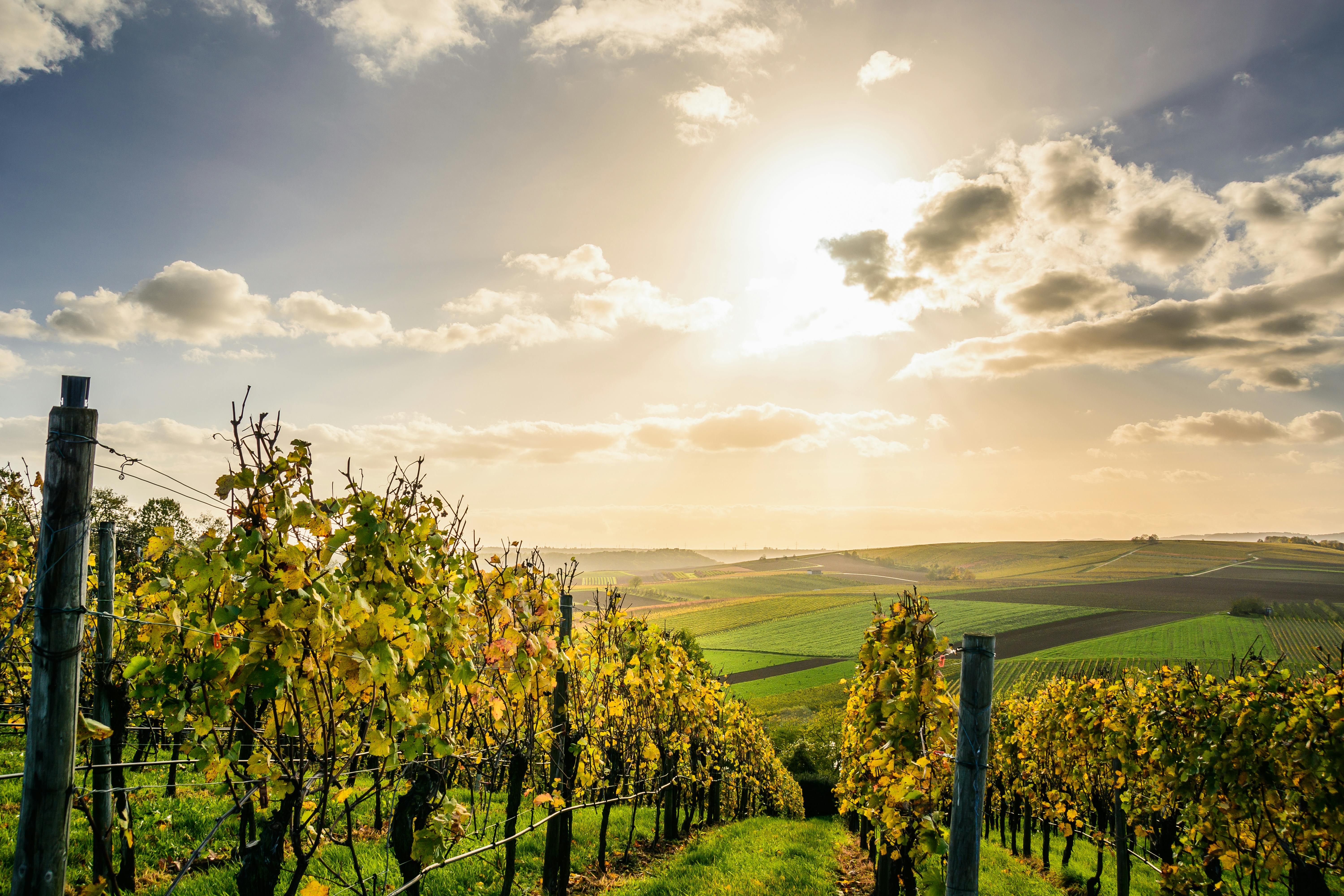 Ruta del vino en Colombia: viaje de sabores, lindos paisajes y sensaciones
