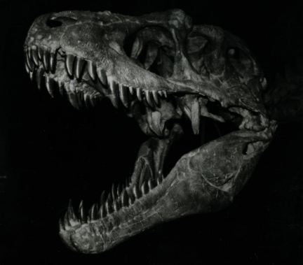Subastan un cráneo de Tyrannosaurus rex en Nueva York, ¿cuál fue su precio?