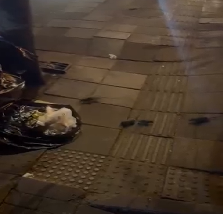 Denuncian invasión de ratas en inmediaciones del Parque de la 93: estos son los riesgos