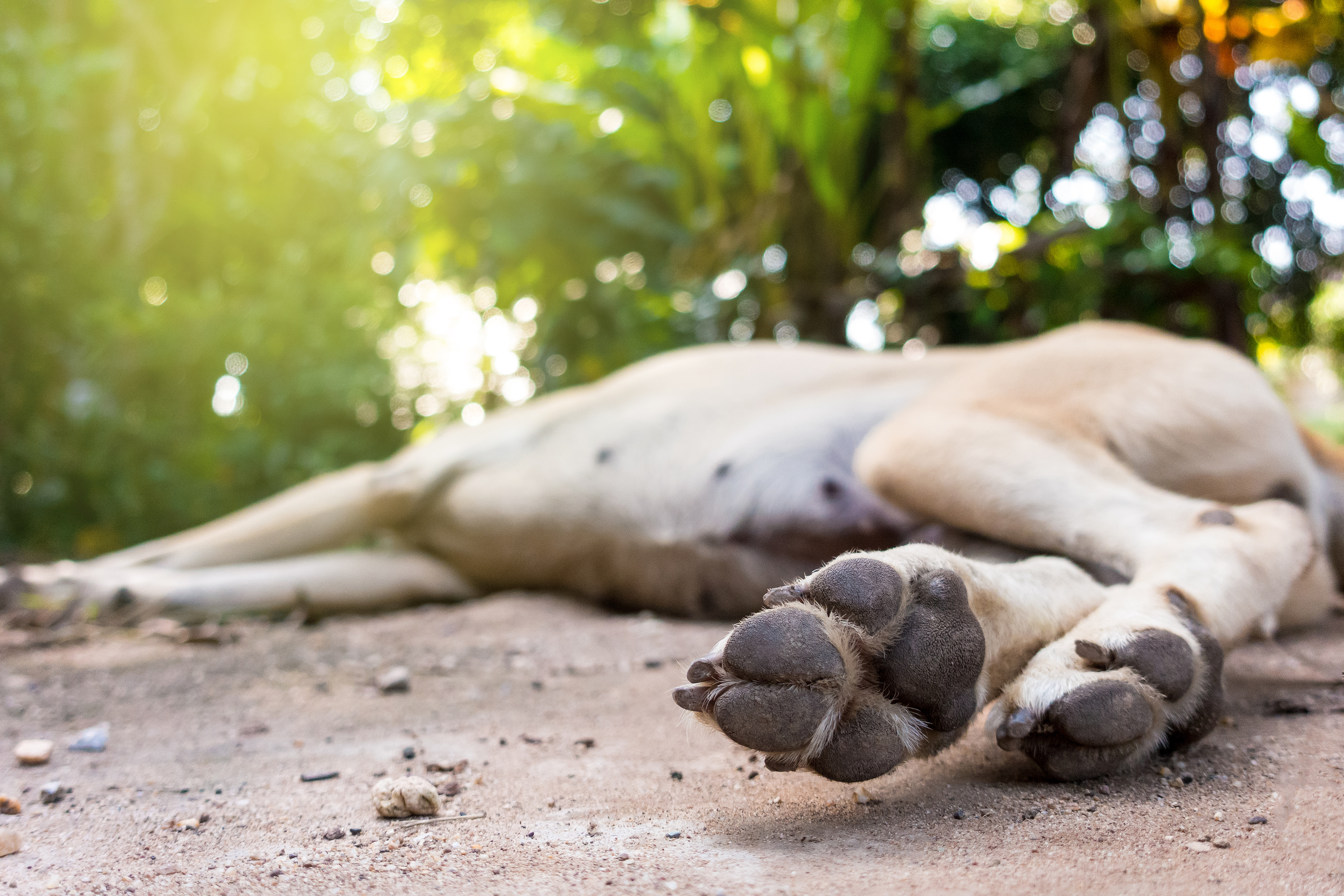 Grupos delincuenciales estarían envenenando a los animales en Ciudad Bolívar, Bogotá