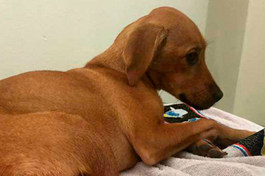 Hombre abusó de perrita y la dejó envuelta en bolsa plástica