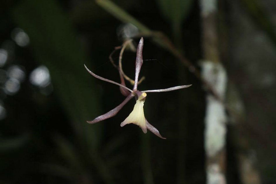 Descubren una nueva especie de Orquídea en el Valle